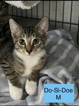 Do Si Doe -  Domestic Short Hair Cat for Adoption in Sneads Ferry, North Carolina - Do Si Doe | PetCurious