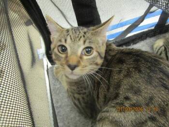 Theodore (602) -  Domestic Short Hair Cat for Adoption in Marietta, Georgia - Theodore (602) | PetCurious