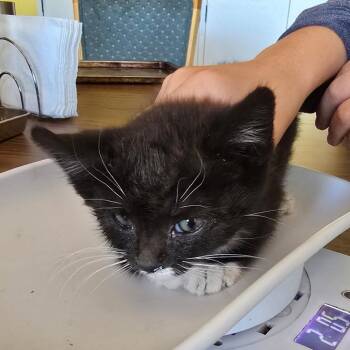 Finley -  Domestic Short Hair Cat for Adoption in Klamath Falls, Oregon - Finley | PetCurious