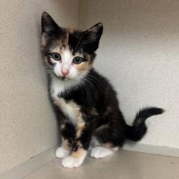 Brewster -  Domestic Short Hair Cat for Adoption in Hudson, New York - Brewster | PetCurious