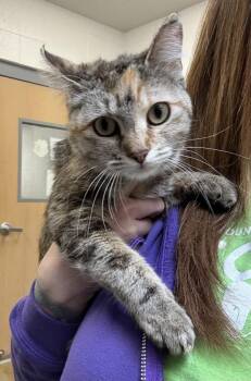 Domestic Short Hair Cats Available for Adoption - *Dulce* | PetCurious