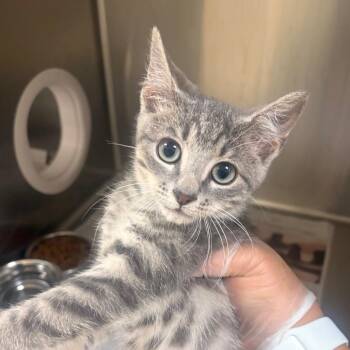 Jacqui Briggs -  Domestic Short Hair Cat for Adoption in Winston-salem, North Carolina - Jacqui Briggs | PetCurious