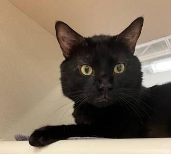 PARIS -  Domestic Short Hair Cat for Adoption in Springfield, Massachusetts - PARIS | PetCurious