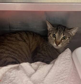 Littles -  Domestic Short Hair Cat for Adoption in Pomona, New York - Littles | PetCurious