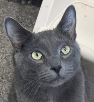 Silver -  Domestic Short Hair Cat for Adoption in Sault Ste. Marie, Michigan - Silver | PetCurious