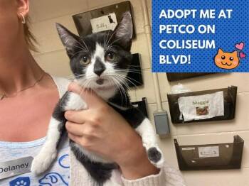 LOTTIE -  Domestic Short Hair Cat for Adoption in Fort Wayne, Indiana - LOTTIE | PetCurious