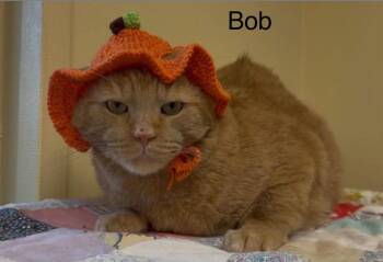 BOB (Big Orange Boy) -  Tabby Cat for Adoption in Wyandotte, Michigan - BOB (Big Orange Boy) | PetCurious