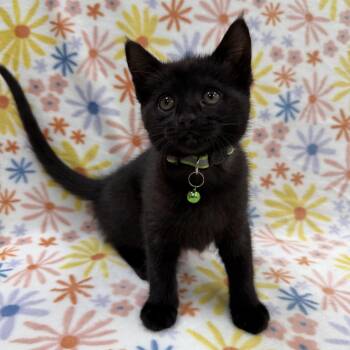 Astrid -  Domestic Short Hair Cat for Adoption in Columbus, Ohio - Astrid | PetCurious