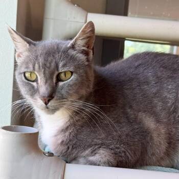 Goose -  Domestic Short Hair Cat for Adoption in New York, New York - Goose | PetCurious