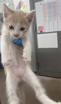 ELMO -  Domestic Short Hair Cat for Adoption in Dallas, Texas - ELMO | PetCurious