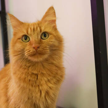 Rescue Domestic Long Hair Cats for Adoption in Topeka, Kansas - Katie | PetCurious