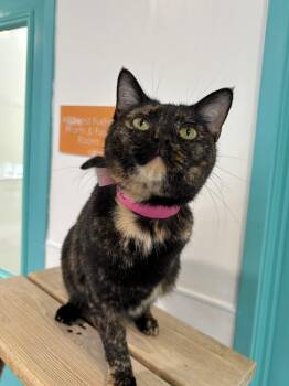Domestic Short Hair Cats Available for Adoption - Mary Jane - The Too Cute Tripod!  | PetCurious