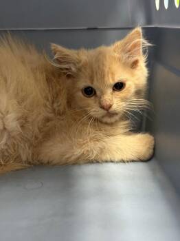 Cayenne -  Domestic Short Hair Cat for Adoption in Pomona, New York - Cayenne | PetCurious