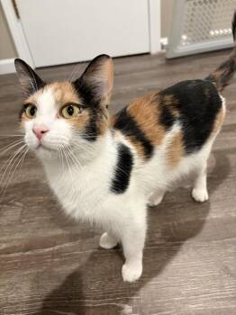 Domestic Short Hair Cats Available for Adoption in Wheaton, Illinois - Vinny | PetCurious