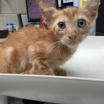 Lobster Bisque 9740 -  Domestic Short Hair Cat for Adoption in Columbus, Georgia - Lobster Bisque 9740 | PetCurious