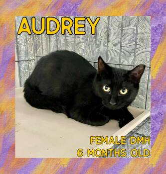 Rescue Domestic Medium Hair Cats for Adoption in Danville, Indiana - Audrey | PetCurious