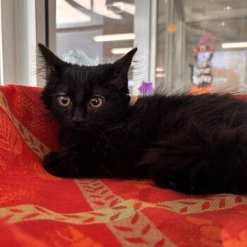 Smidge -  Domestic Medium Hair Cat for Adoption in Phoenix, Arizona - Smidge | PetCurious