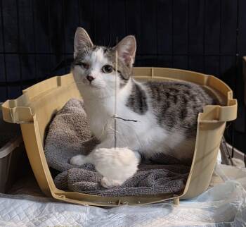 Domestic Short Hair Cats Available for Adoption in Leesburg, Virginia - Popeye | PetCurious
