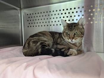 Dexter (Wallace) -  Domestic Short Hair Cat for Adoption in Montreal, Quebec - Dexter (Wallace) | PetCurious