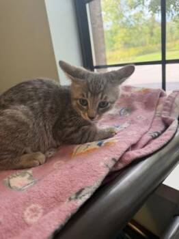 Chickadee -  Domestic Short Hair Cat for Adoption in Harbor Springs, Michigan - Chickadee | PetCurious