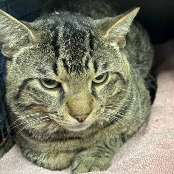 Domestic Short Hair Cats Available for Adoption in Hanson, Massachusetts - Michaelangelo (Meet Me At The Hanover Petsmart) | PetCurious