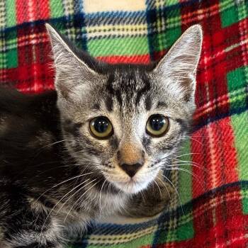 Brown Sugar -  Domestic Short Hair Cat for Adoption in Goleta, California - Brown Sugar | PetCurious