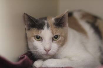 Rescue Domestic Short Hair Cats for Adoption in Cooperstown, New York - Pearl | PetCurious