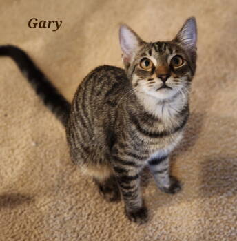 Rescue Domestic Short Hair Cats for Adoption in Longwood, Florida - Gary | PetCurious