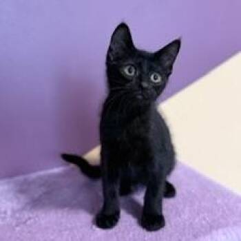 Ziggy -  Domestic Short Hair Cat for Adoption in Sweetwater, Tennessee - Ziggy | PetCurious