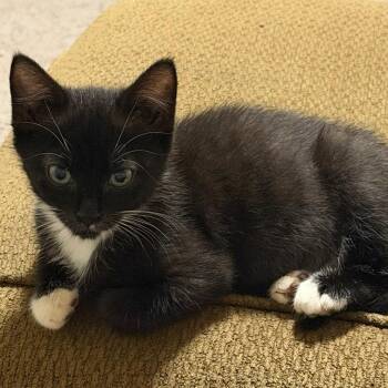 Vote for Pedro -  Domestic Short Hair Cat for Adoption in Fredericksburg, Virginia - Vote For Pedro | PetCurious