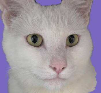 Pumpkin -  Domestic Short Hair Cat for Adoption in Savannah, Georgia - Pumpkin | PetCurious