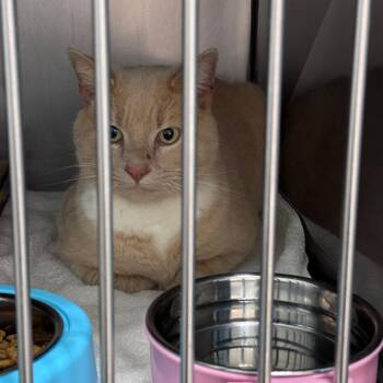 Rescue Domestic Short Hair Cats for Adoption in Troy, Virginia - Saffron | PetCurious