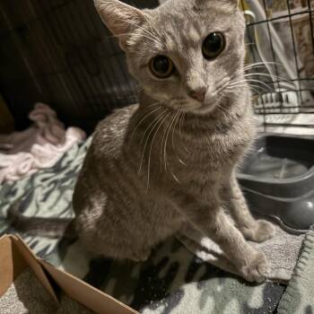 Mary -  Domestic Short Hair Cat for Adoption in Milan, Illinois - Mary | PetCurious
