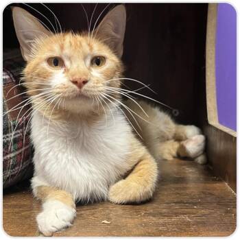 DEIRDRE -  Domestic Medium Hair Cat for Adoption in Asher, Oklahoma - DEIRDRE | PetCurious
