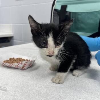 Rodeo -  Domestic Short Hair Cat for Adoption in West Palm Beach, Florida - Rodeo | PetCurious
