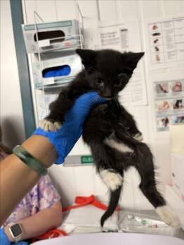 *SNICKERS -  Domestic Short Hair Cat for Adoption in Woodland, California - *SNICKERS | PetCurious