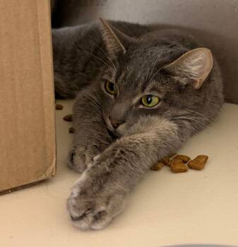 Domestic Short Hair Cats Available for Adoption - Daryl  | PetCurious