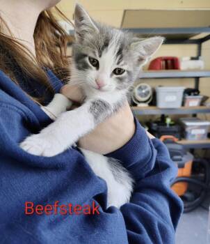 Domestic Short Hair Cats Available for Adoption in Kimberlin Heights, Tennessee - Beefsteak | PetCurious