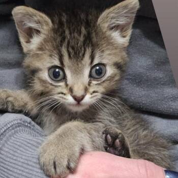 Squiggy -  Domestic Short Hair Cat for Adoption in Lyle, Minnesota - Squiggy | PetCurious