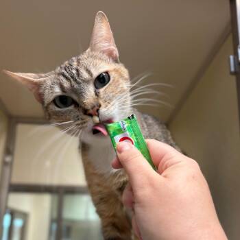 Zara -  Domestic Short Hair Cat for Adoption in Lynchburg, Virginia - Zara | PetCurious