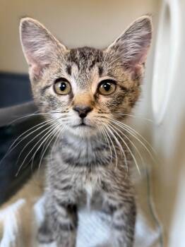 Madam Prez -  Domestic Short Hair Cat for Adoption in Menomonie, Wisconsin - Madam Prez | PetCurious