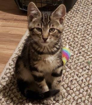Baxter -  Domestic Short Hair Cat for Adoption in Fernley, Nevada - Baxter | PetCurious