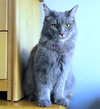 Rescue Domestic Long Hair Cats for Adoption in Herndon, Virginia - Ricky | PetCurious