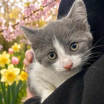 Domestic Short Hair Cats Available for Adoption in Belleville, Michigan - Iris | PetCurious