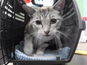 Domestic Short Hair Cats Available for Adoption in Omaha, Nebraska - DAHLIA | PetCurious