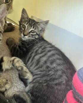 Rigatoni -  Domestic Long Hair Cat for Adoption in San Diego, California - Rigatoni | PetCurious