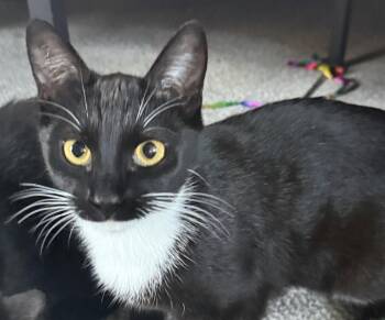 Domestic Short Hair Cats Available for Adoption in Nashville, Tennessee - Panda | PetCurious