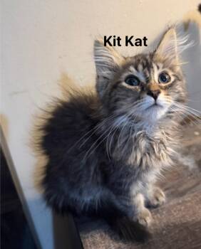 Kitkat -  Domestic Short Hair Cat for Adoption in Johnson City, Tennessee - Kitkat | PetCurious