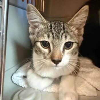 WASABI -  Domestic Short Hair Cat for Adoption in Auburn, California - WASABI | PetCurious