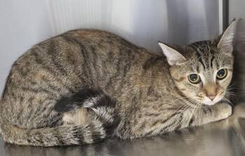 If 1 Twinkle -  Domestic Short Hair Cat for Adoption in Lawrenceville, Georgia - If 1 Twinkle | PetCurious